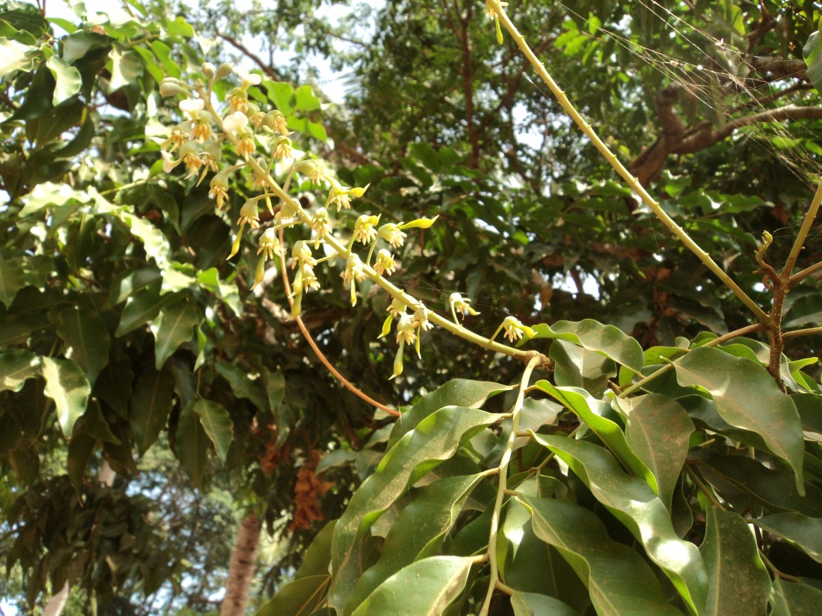 Myroxylon balsamum (L.) Harms